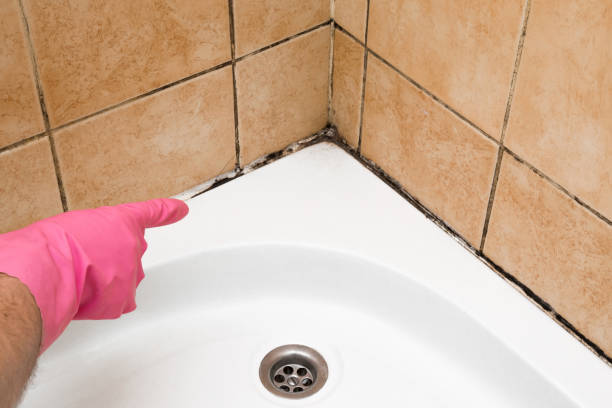 Best Post-Flood Mold Remediation in Medpolis, IA